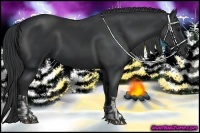 Horse Color:Black and Black