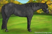 Horse Color:Black  Brindle