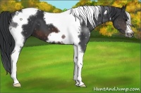 Horse Color:Brown Tobiano Frame 