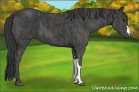 Horse Color:Black  Brindle