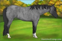 Horse Color:Blue Roan 