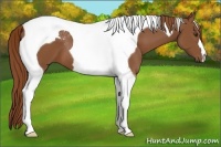 Horse Color:Chestnut Tobiano 