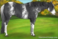 Horse Color:White Spotted Black Tobiano 