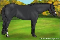 Horse Color:Black and Black