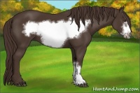 Horse Color:Liver Chestnut Frame 