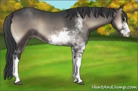 Horse Color:Blue Onyx Sabino Rabicano 