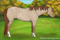 Horse Color:Red Dun Roan 