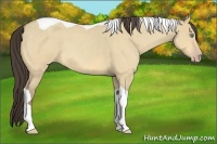 Horse Color:Amber Cream Champagne Roan Dun Tobiano