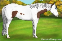 Horse Color:Bay Roan Splash Tobiano 