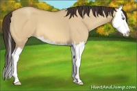 Horse Color:Amber Champagne Roan Dun Splash 