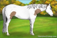 Horse Color:Bay Roan Dun Splash Tobiano
