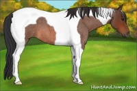 Horse Color:Bay Roan Tobiano