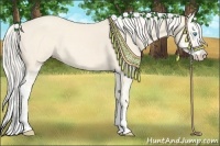 Horse Color:Cremello Splash  and Cremello Splash 