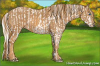 Horse Color:Gray Cremello Splash  Brindle