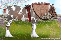 Horse Color:White Spotted Liver Chestnut Appaloosa 