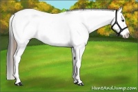 Horse Color:Smoky Black Appaloosa 