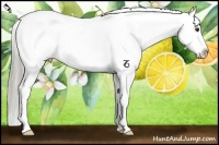 Horse Color:Chocolate Palomino Appaloosa