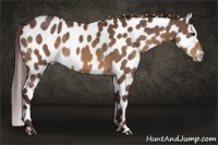 Horse Color:Chocolate Buckskin Leopard 