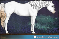Horse Color:Buckskin Appaloosa Rabicano 