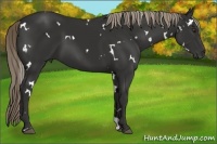 Horse Color:White Spotted Liver Chestnut 