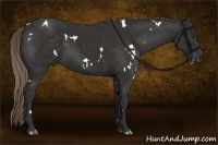 Horse Color:White Spotted Liver Chestnut 