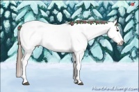 Horse Color:Buckskin Near Leopard 