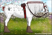 Horse Color:Liver Chestnut Appaloosa 