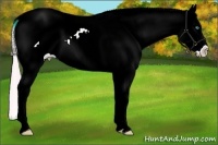 Horse Color:Watercolor Chocolate Palomino Ice Pearl Sabino Appaloosa 