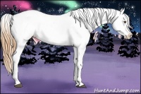 Horse Color:Buckskin Near Leopard 