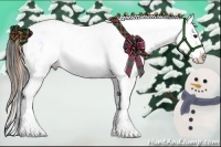 Horse Color:Buckskin Appaloosa