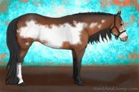 Horse Color:Bay Frame