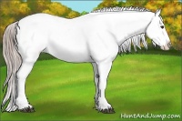 Horse Color:Chocolate Palomino Appaloosa 