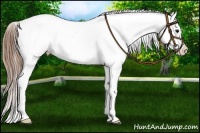 Horse Color:Buckskin Near Leopard