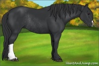 Horse Color:Black Rabicano