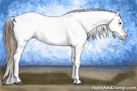 Horse Color:Buckskin Near Leopard 