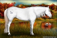 Horse Color:Buckskin Near Leopard