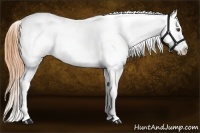 Horse Color:Buckskin Near Leopard 
