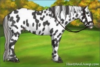 Horse Color:Smoky Black Near Leopard 