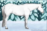 Horse Color:Buckskin Near Leopard 