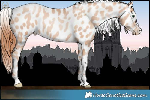Horse Color:Sable Champagne Pearl Appaloosa 