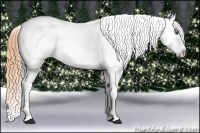 Horse Color:Buckskin Dun Tobiano Appaloosa