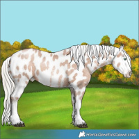 Horse Color:White Spotted Chocolate Silver Bay Pearl Appaloosa Rabicano