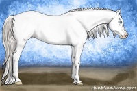 Horse Color:Chocolate Palomino Pearl Appaloosa