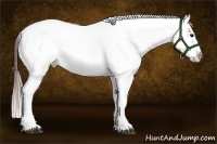 Horse Color:Buckskin Appaloosa 