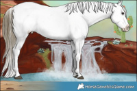 Horse Color:Buckskin Appaloosa 