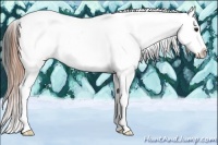 Horse Color:Buckskin Near Leopard