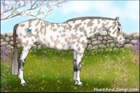 Horse Color:Bay Roan Dun Splash Near Leopard Rabicano 