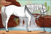 Horse Color:Smoky Black Appaloosa 