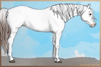 Horse Color:Bay Snowcap 