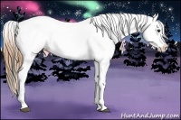 Horse Color:Buckskin Appaloosa 